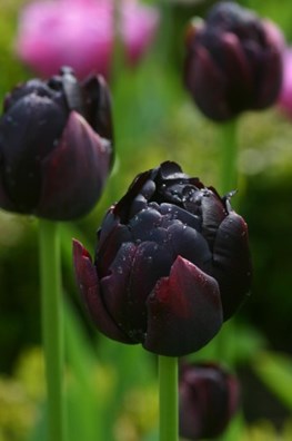 Tulipa Black Hero
