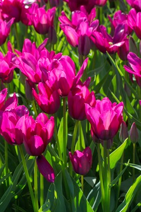 Tulipa Night Club