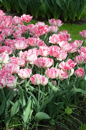 Tulipa Foxtrot