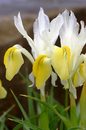 Iris bucharica