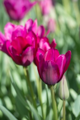 Tulipa Night Club