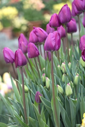 Tulipa Negrita