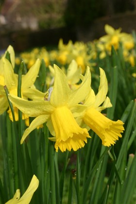 Narcissus February Gold 