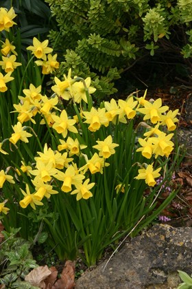 Narcissus Tete-a-Tete 