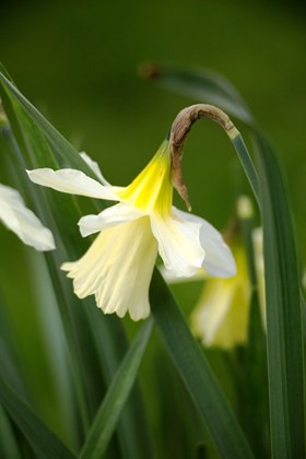 Narcissus W.P. Milner 