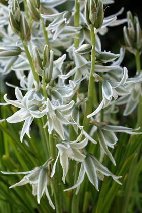 Ornithogalum nutans
