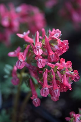 Corydalis solida Beth Evans