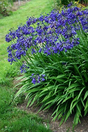agapanthus alan street  img_4890.jpg