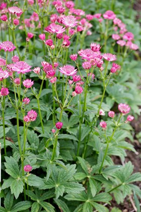 Astrantia Venice