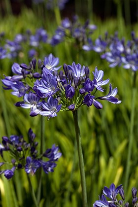 Agapanthus Aquamarine