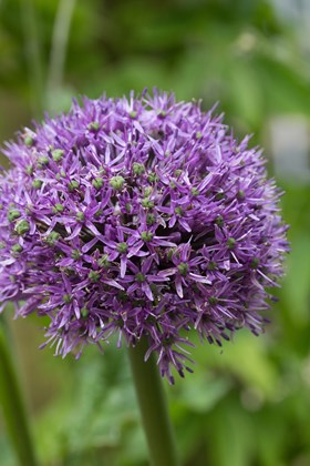 Allium Gladiator