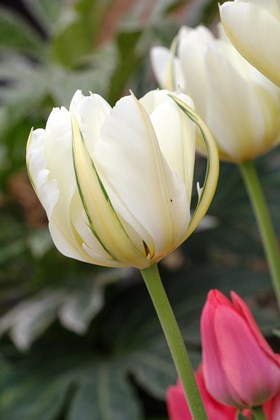 Tulipa Exotic Emperor