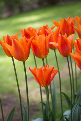 Tulipa Ballerina 
