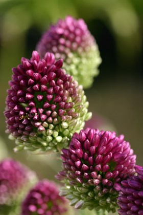 allium sphaerocephalon img_4500.jpg