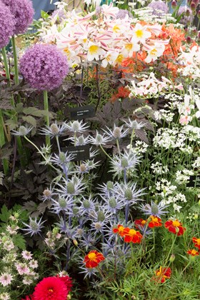 hampton court 2019.jpg