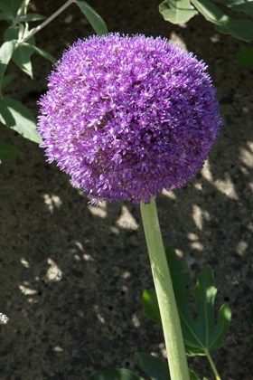 Allium Ambassador