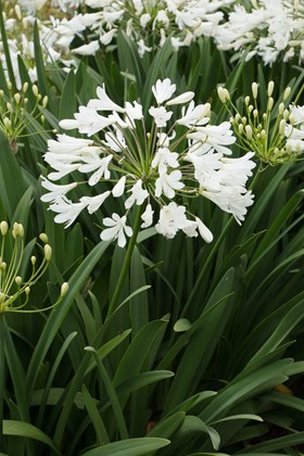 agapanthus arctic star img_2985.jpg