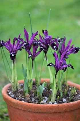 Iris reticulata Pauline