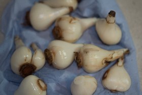 galanthus 2.jpg