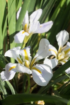 iris 2.jpg