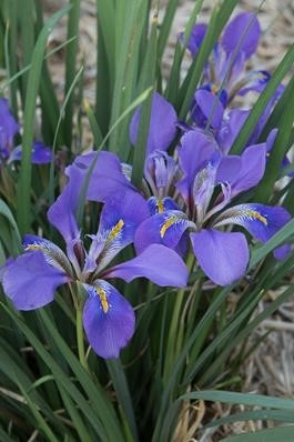 iris 3.jpg