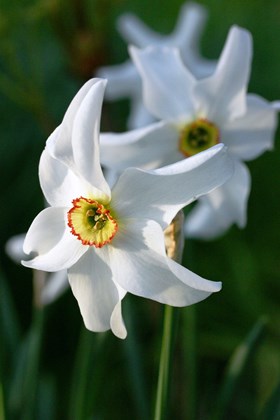 Narcissus poeticus var recurvus 