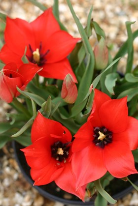 Tulipa linifolia