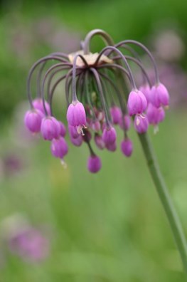 Allium cernuum