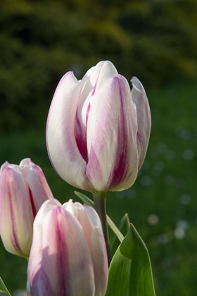 Tulipa Flaming Flag