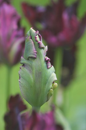 Tulipa Black Parrot