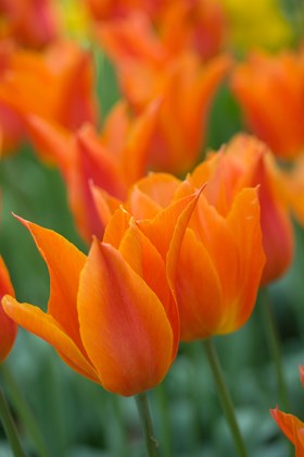 Tulipa Ballerina 
