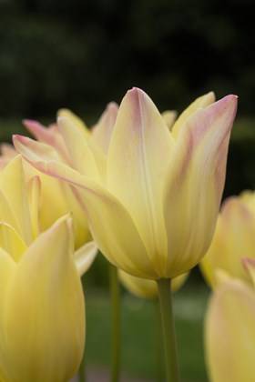Tulipa Elegant Lady 