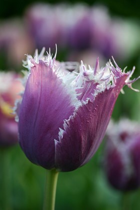 Tulipa Cummins