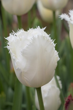 Tulipa Honeymoon