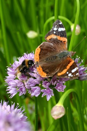 Allium angulosum