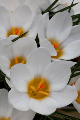 Woodland Whites & Blues Bulb Lasagne Collection