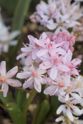 Scilla bifolia rosea