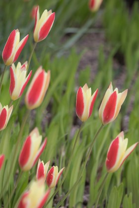 Tulipa clusiana Cynthia