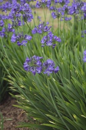 Agapanthus Aquamarine