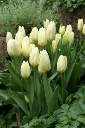 Spring Crescendo Lasagne Collection