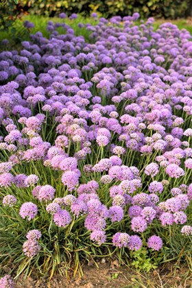 Allium senescens ssp glaucum