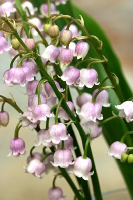 Convallaria majalis rosea               