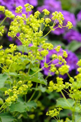 Alchemilla mollis 2ltr