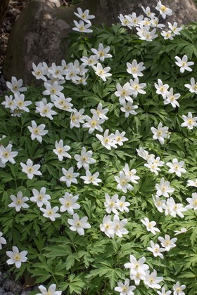 Anemone nemorosa