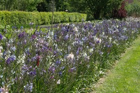 Camassia leichtlinii Avon's Stellar hybrids