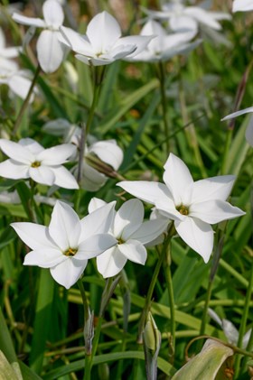 Ipheion Alberto Castillo
