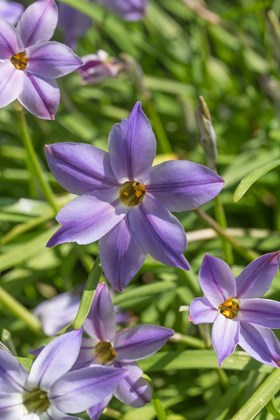 Ipheion uniflorum Froyle Mill