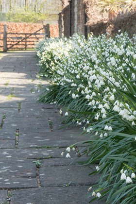 Leucojum aestivum Gravetye Giant