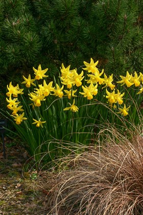 Narcissus February Gold 