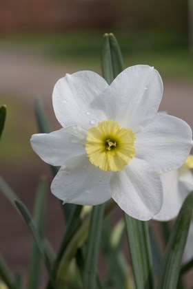 Narcissus Segovia 